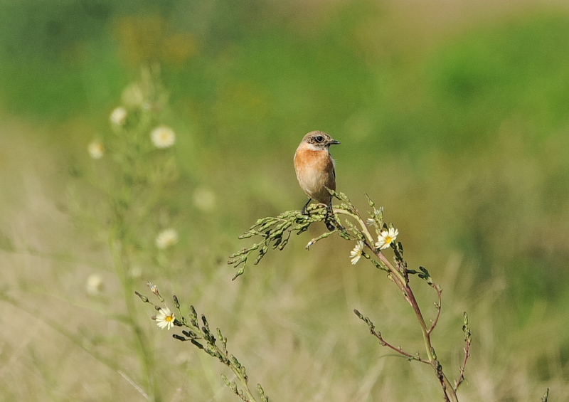 ノビタキ（１４態-13）　内里　八幡市　2019/09/29 - 2019/10/09　Photo by Takase