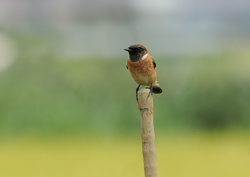 ノビタキ（１４態-14）　内里　八幡市　2019/09/29 - 2019/10/09　Photo by Takase