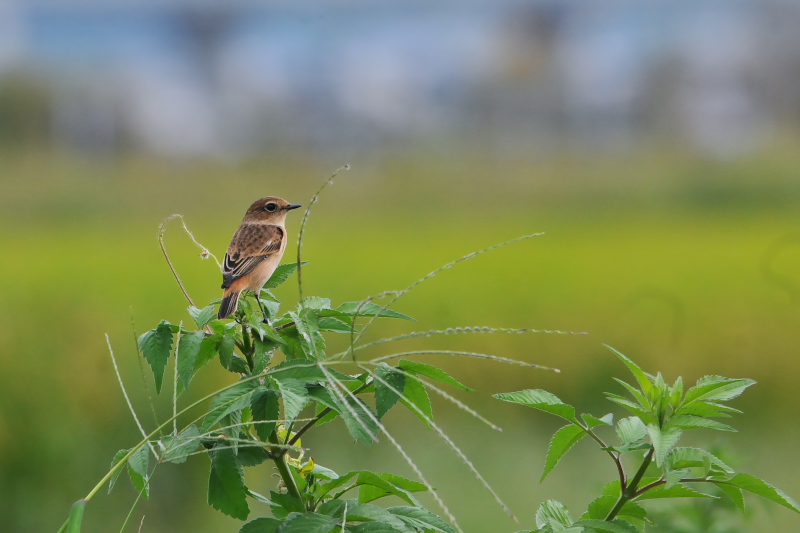 ノビタキ （６態-1）　内里　八幡市　2015/09/25　Photo by Takase