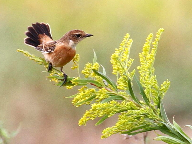 D mr^L @@s@J@2013/10/03@ Photo by Manda