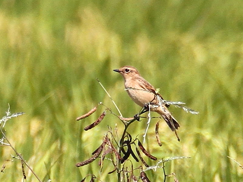 mr^L @@iW-1j@s@J@2014/09/28@ Photo by Manda