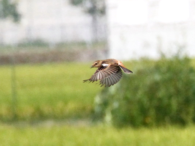 mr^L @@iR-1j@s@J@2014/09/30@ Photo by Manda