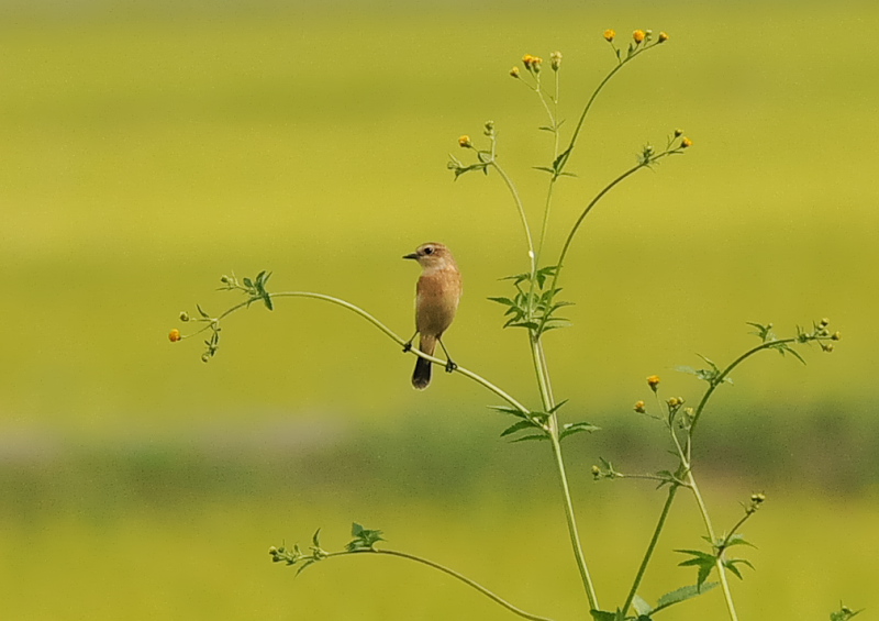 ノビタキ（１４態-1）　内里　八幡市　2019/09/29 - 2019/10/09　Photo by Takase