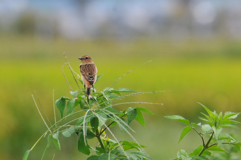 ノビタキ （６態-2）　内里　八幡市　2015/09/25　Photo by Takase
