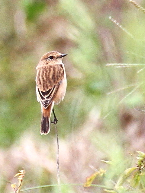 E mr^L @@s@J@2013/10/03@ Photo by Manda