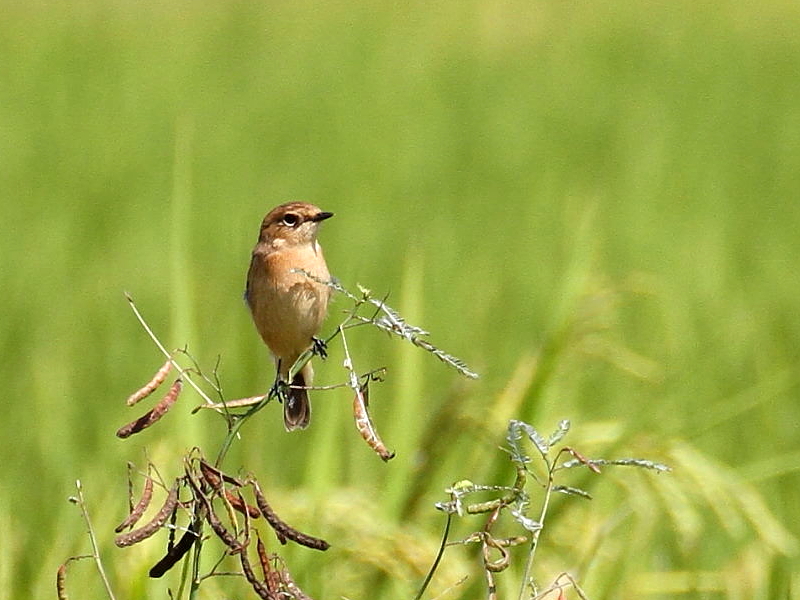 mr^L @@iW-2j@s@J@2014/09/28@ Photo by Manda