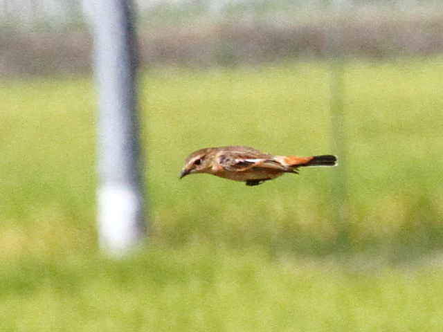 mr^L @@iR-2j@s@J@2014/09/30@ Photo by Manda