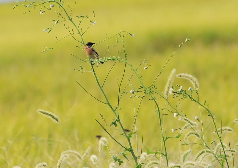 ノビタキ（１４態-2）　内里　八幡市　2019/09/29 - 2019/10/09　Photo by Takase