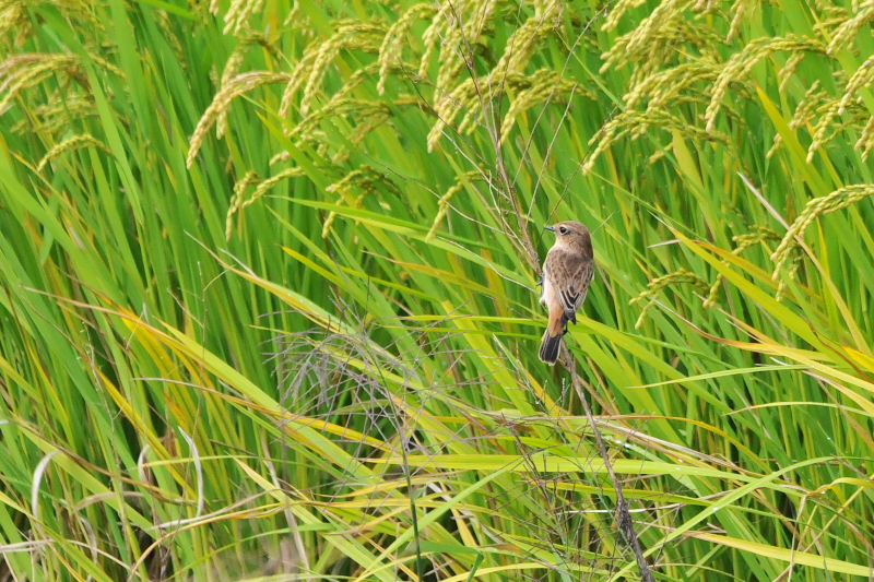 ノビタキ （６態-3）　内里　八幡市　2015/09/25　Photo by Takase
