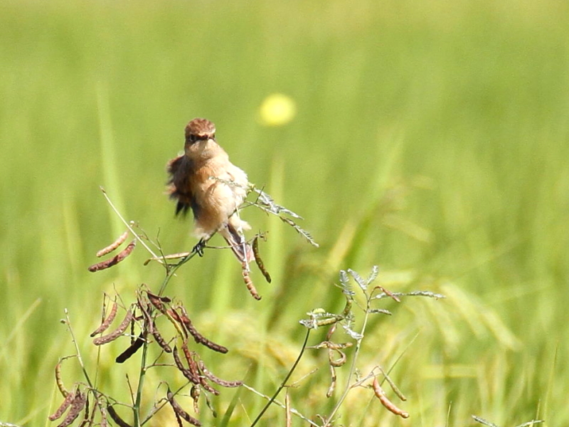 mr^L @@iW-3j@s@J@2014/09/28@ Photo by Manda