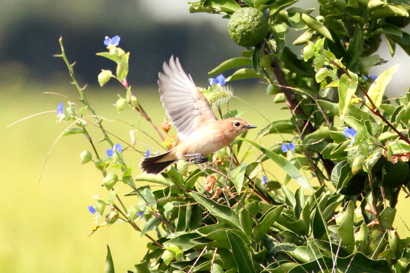 mr^L @@iR-3j@s@J@2014/09/30@ Photo by Manda