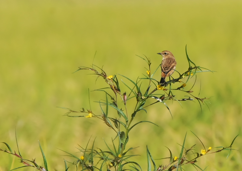 ノビタキ（１４態-3）　内里　八幡市　2019/09/29 - 2019/10/09　Photo by Takase