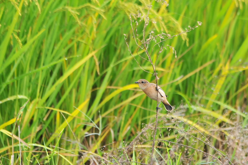 ノビタキ （６態-4）　内里　八幡市　2015/09/25　Photo by Takase