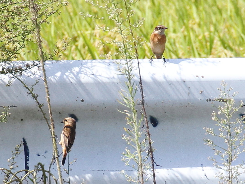 mr^L @@iW-4j@s@J@2014/09/28@ Photo by Manda