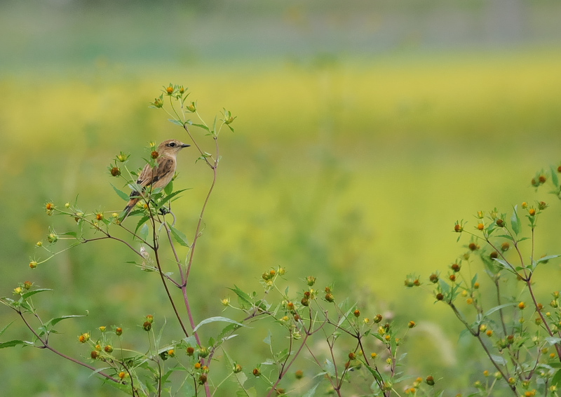 ノビタキ（１４態-4）　内里　八幡市　2019/09/29 - 2019/10/09　Photo by Takase
