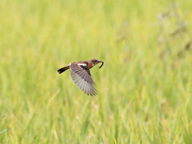 mr^L @@iR-1j@s@J@2014/10/03@ Photo by Manda