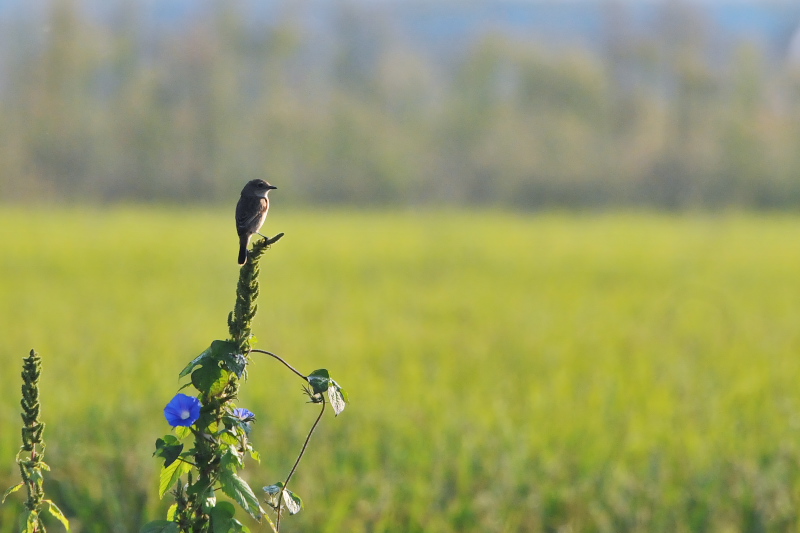 ノビタキ （６態-5）　内里　八幡市　2015/09/25　Photo by Takase