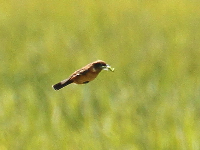 mr^L @@iW-7j@s@J@2014/09/28@ Photo by Manda