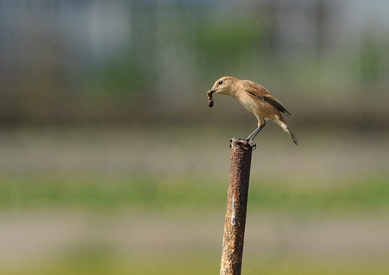 ノビタキ（１４態-5）　内里　八幡市　2019/09/29 - 2019/10/09　Photo by Takase