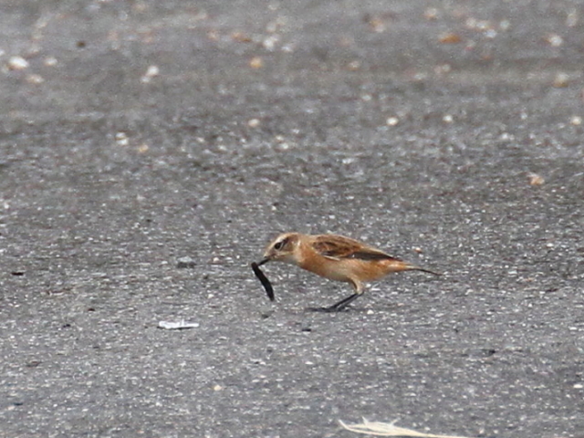 mr^L @@iR-2j@s@J@2014/10/03@ Photo by Manda