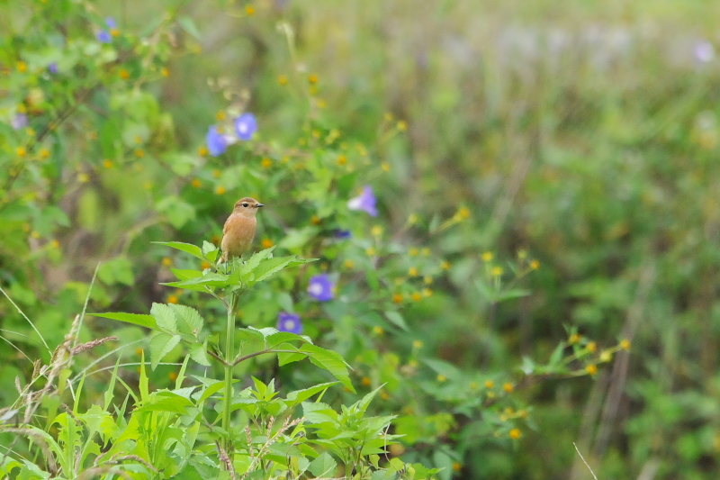 ノビタキ （６態-6）　内里　八幡市　2015/09/25　Photo by Takase