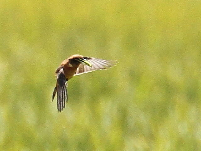 mr^L @@iW-8j@s@J@2014/09/28@ Photo by Manda