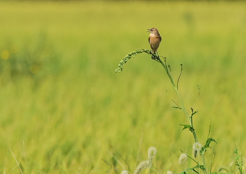 ノビタキ（１４態-6）　内里　八幡市　2019/09/29 - 2019/10/09　Photo by Takase