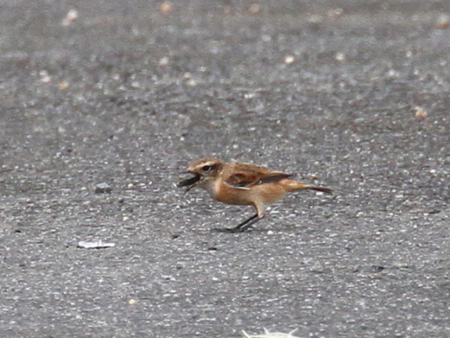 mr^L @@iR-3j@s@J@2014/10/03@ Photo by Manda