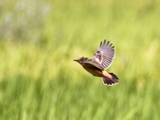 mr^L @@iW-5j@s@J@2014/09/28@ Photo by Manda