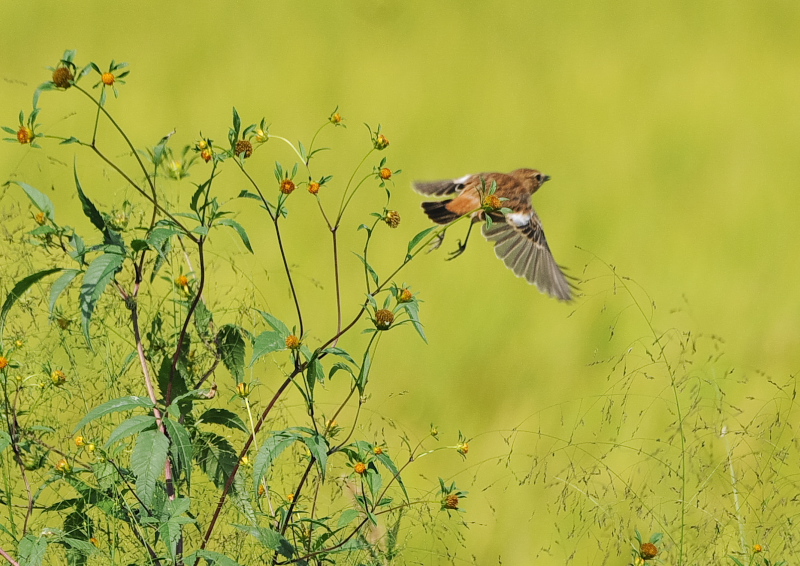 ノビタキ（１４態-7）　内里　八幡市　2019/09/29 - 2019/10/09　Photo by Takase