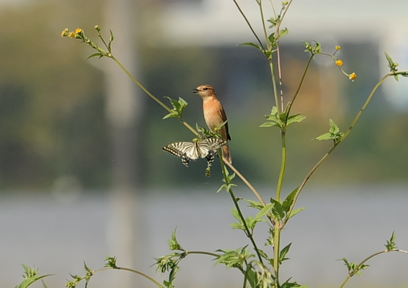 ノビタキ（１４態-8）　内里　八幡市　2019/09/29 - 2019/10/09　Photo by Takase
