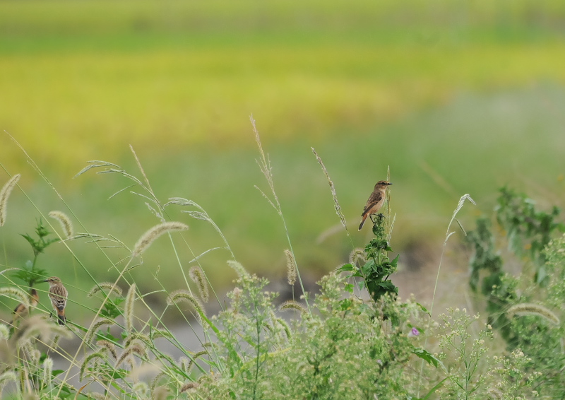 ノビタキ（１４態-9）　内里　八幡市　2019/09/29 - 2019/10/09　Photo by Takase
