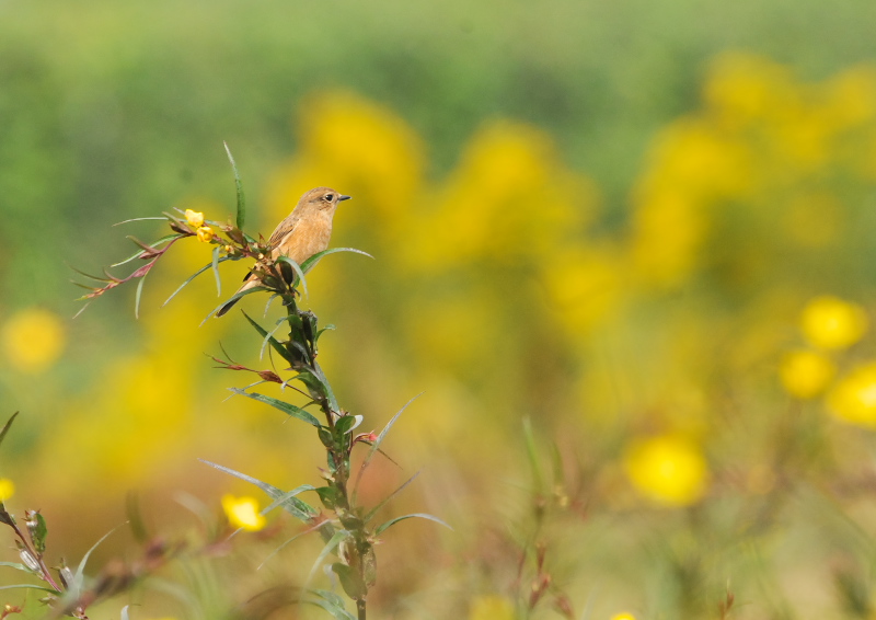 ノビタキ　今日の鳥　10月21日　内里　八幡市　2016/10/21　Photo by Takase
