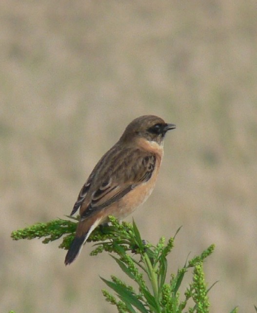 A mr^L @@~H@s@@2006/10/21@ Photo by Takase