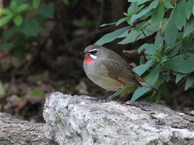 ① ノゴマ ♂　成鳥　大阪城公園　大阪市　2012/11/01　Photo by manda　（写真提供：　萬田）