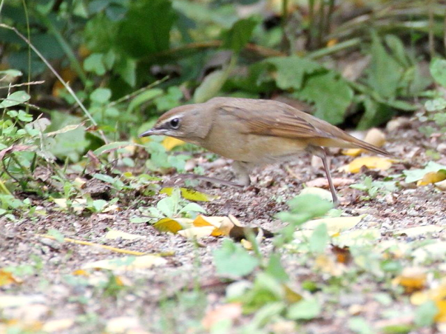 ⑧ ノゴマ ♀　成鳥　大阪城公園　大阪市　2013/11/05　Photo by Manda