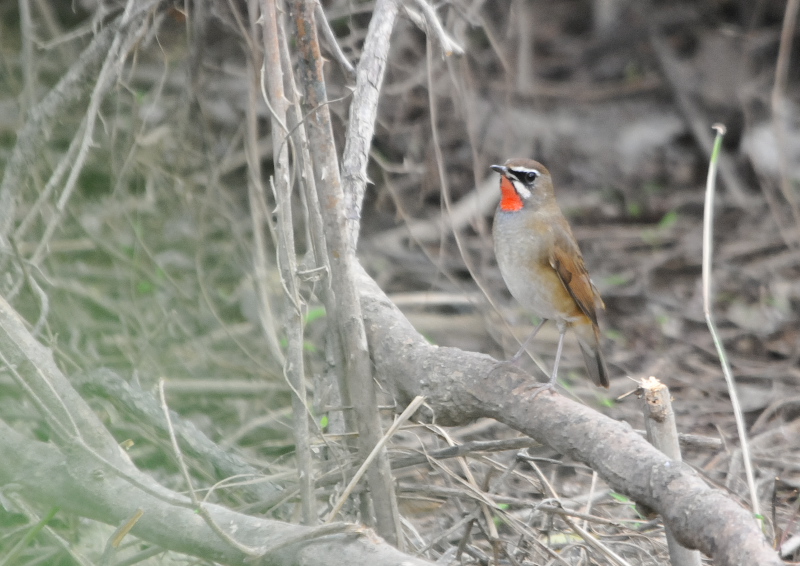 ノゴマ（２態-2）　今日の鳥　10月21日　淀川左岸　枚方市　2016/10/21　Photo by Takase