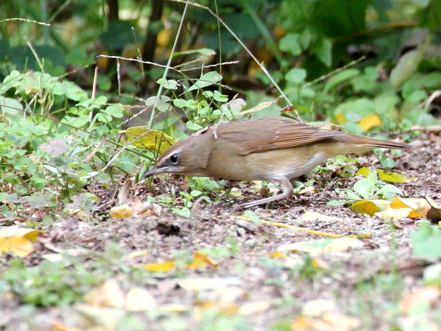 ⑨ ノゴマ ♀　成鳥　大阪城公園　大阪市　2013/11/05　Photo by Manda