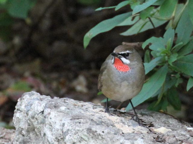 ② ノゴマ ♂　成鳥　大阪城公園　大阪市　2012/11/01　Photo by manda　（写真提供：　萬田）
