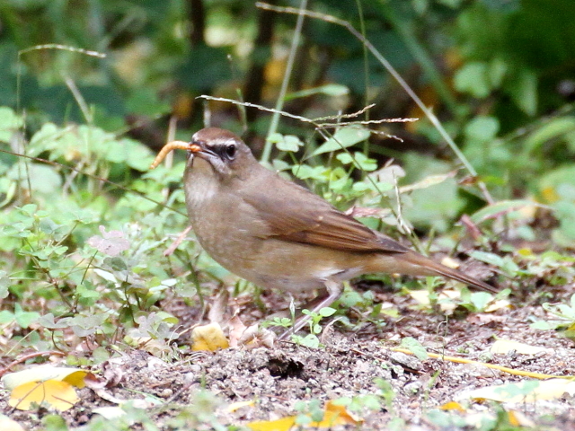 (10) ノゴマ ♀　成鳥　大阪城公園　大阪市　2013/11/05　Photo by Manda