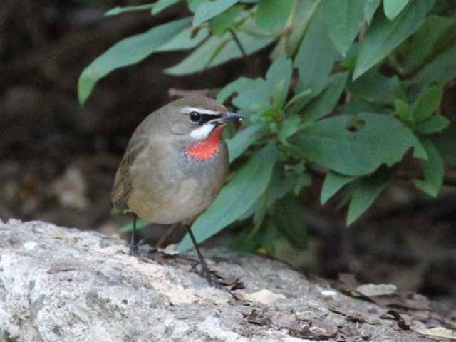 ③ ノゴマ ♂　成鳥　大阪城公園　大阪市　2012/11/01　Photo by manda　（写真提供：　萬田）