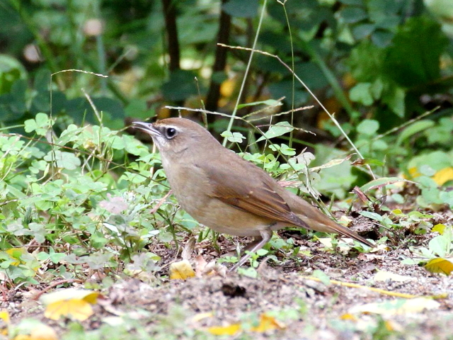(11) ノゴマ ♀　成鳥　大阪城公園　大阪市　2013/11/05　Photo by Manda