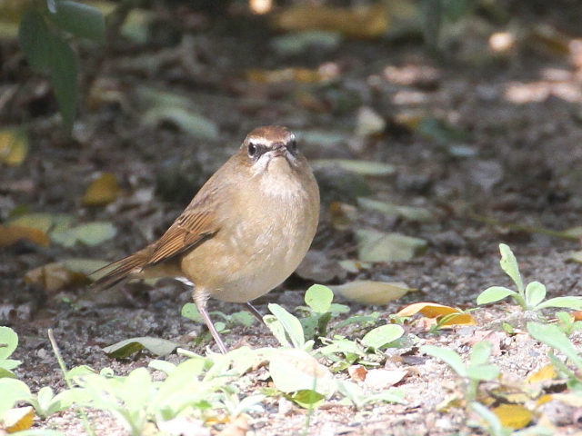 ⑦ ノゴマ ♀　成鳥　大阪城公園　大阪市　2013/11/05　Photo by Manda
