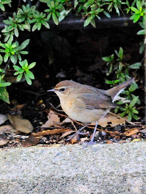 ④ ノゴマ ♀　成鳥　大阪城公園　大阪市　2012/10/19　Photo by Kohyuh