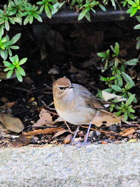 ⑤ ノゴマ ♀　成鳥　大阪城公園　大阪市　2012/10/19　Photo by Kohyuh