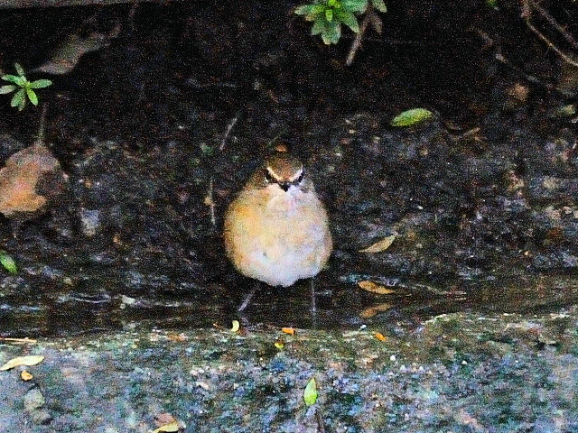 ⑥ ノゴマ ♀　成鳥　大阪城公園　大阪市　2012/10/19　Photo by Kohyuh