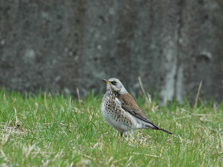 @ mncO~@@s{@ 2009/02/19@Photo by Takase