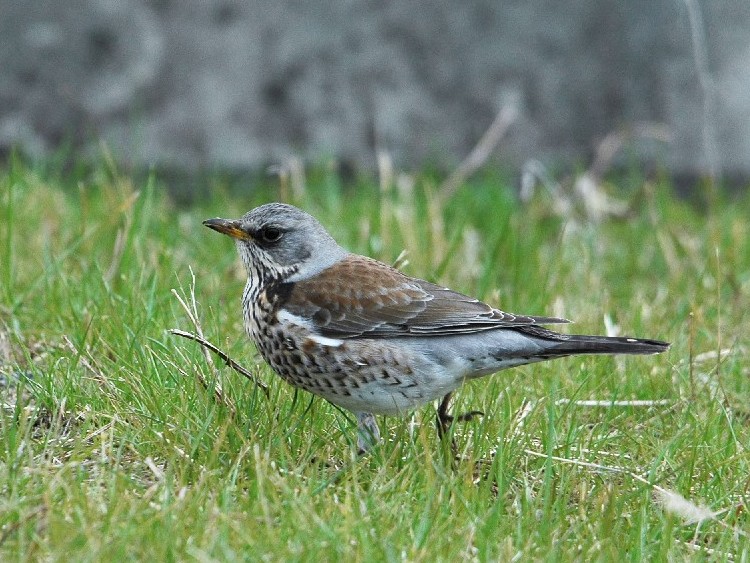 B mncO~@@s{@ 2009/02/19@Photo by Takase