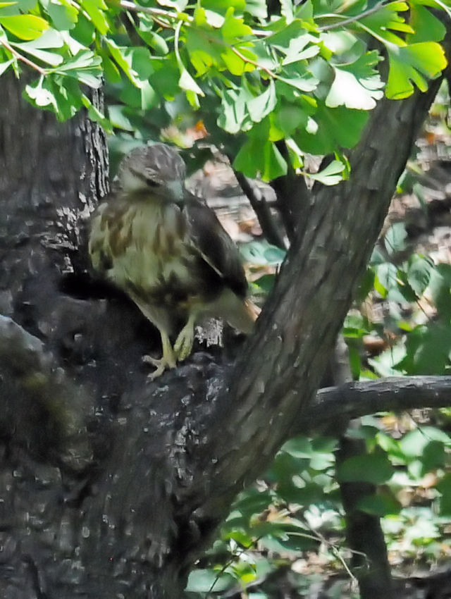 ノスリ（３態-1）　大阪城　大阪市　2018/09/19　Photo by Kohyuh