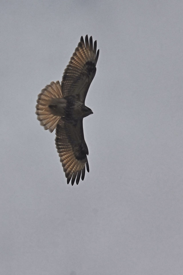 ノスリ 成鳥　背割堤　八幡市　2020/11/30　Photo by Kohyuh